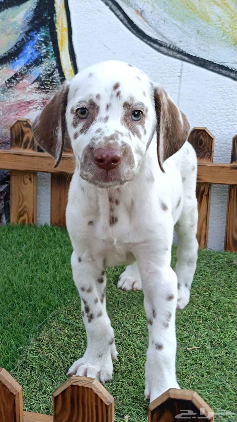 لهواه التميز و الطفرات دالميشن بني64495927193985110