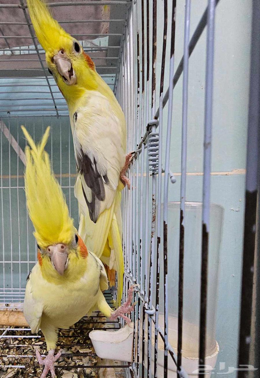 Crown Pair, Top Level64499800698498111