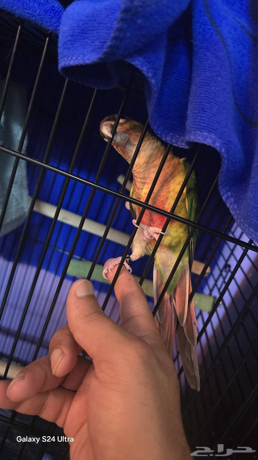 كنيور يلو سايد هاي ريد64499076300803110