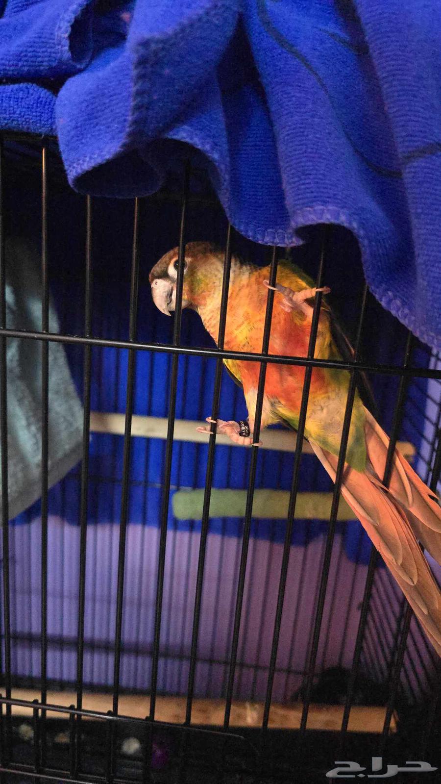 كنيور يلو سايد هاي ريد64499076300803112