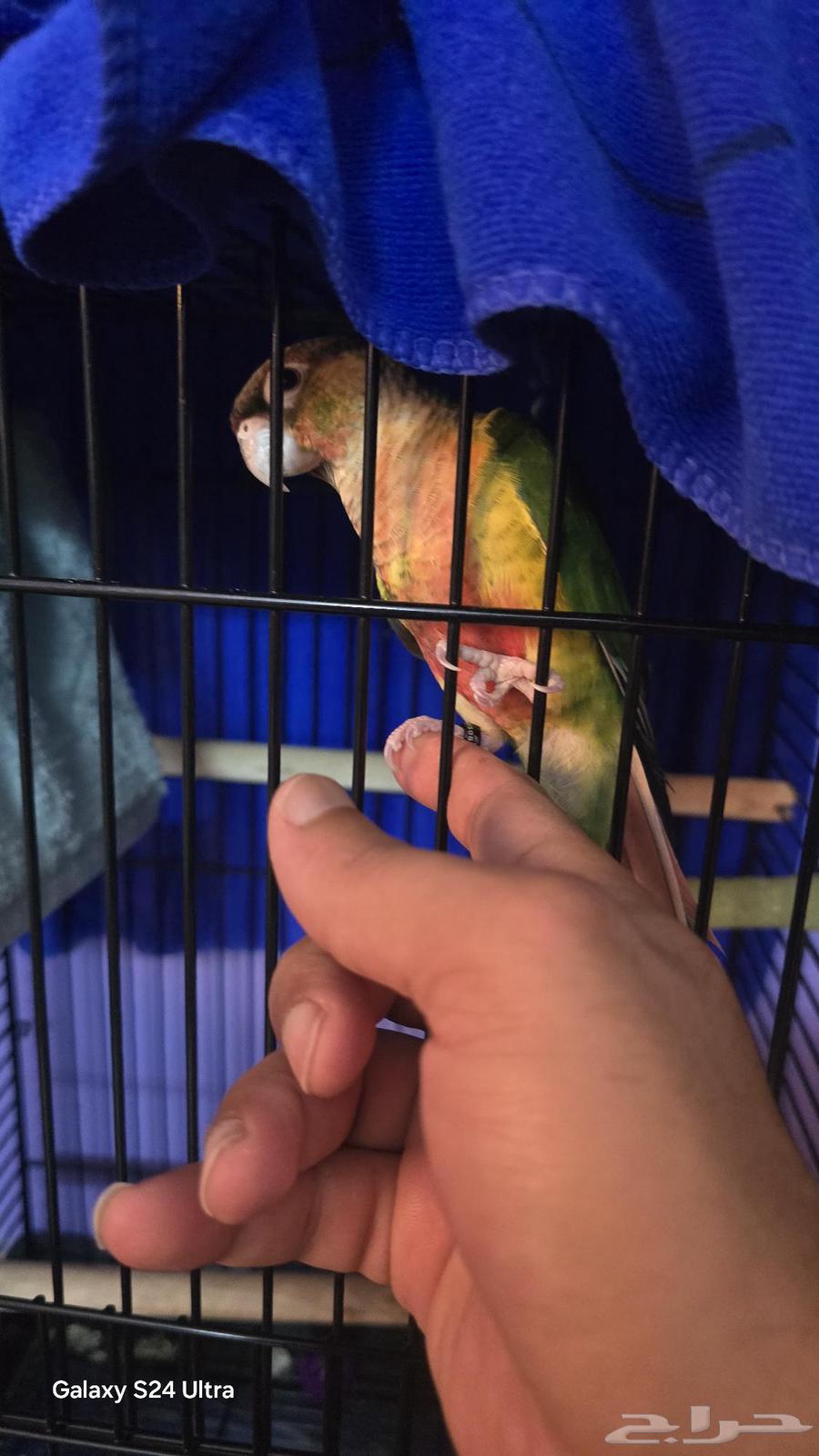 كنيور يلو سايد هاي ريد64499076300803111