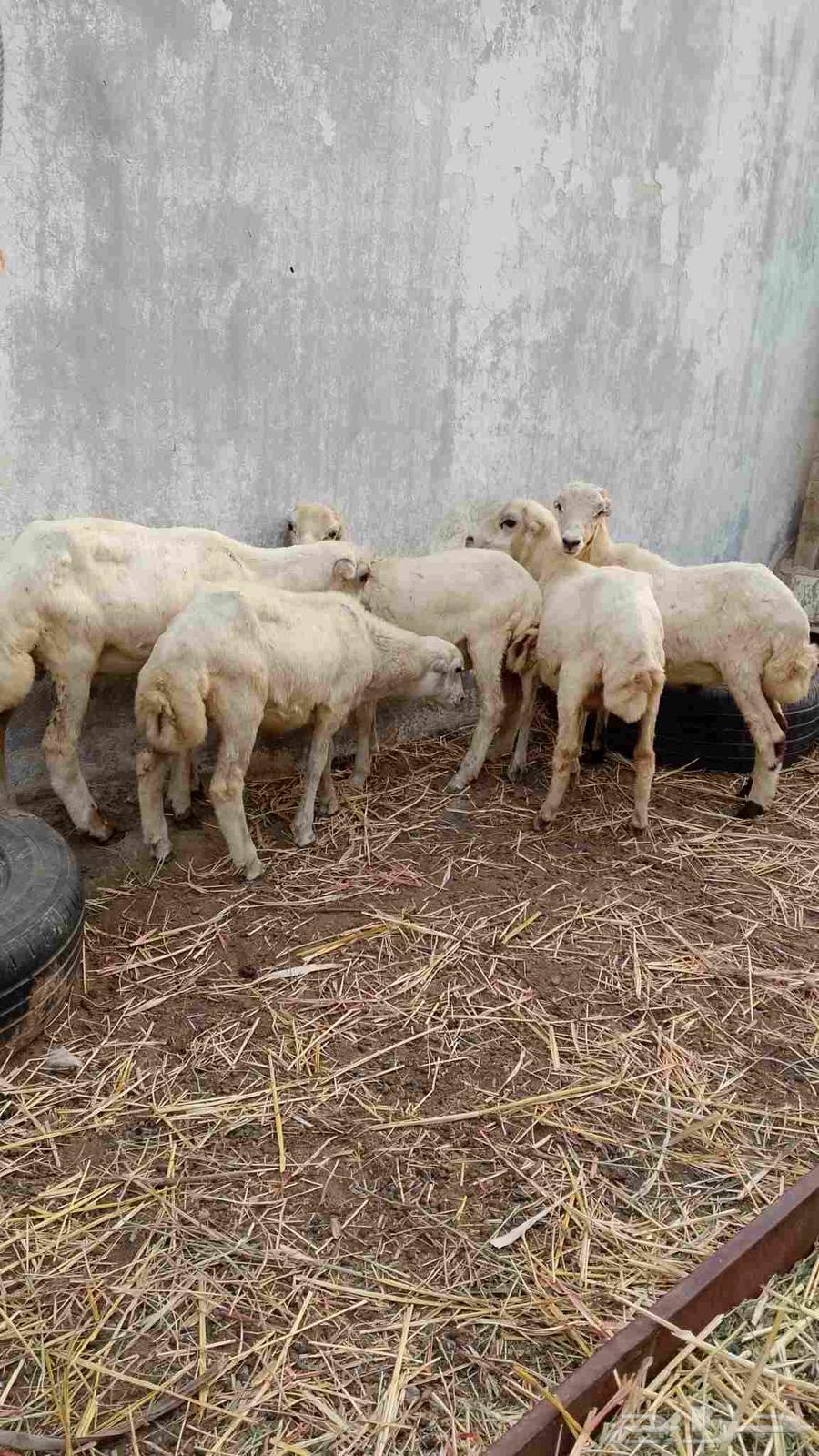 خرفان بلدي للبيع64499535661953111