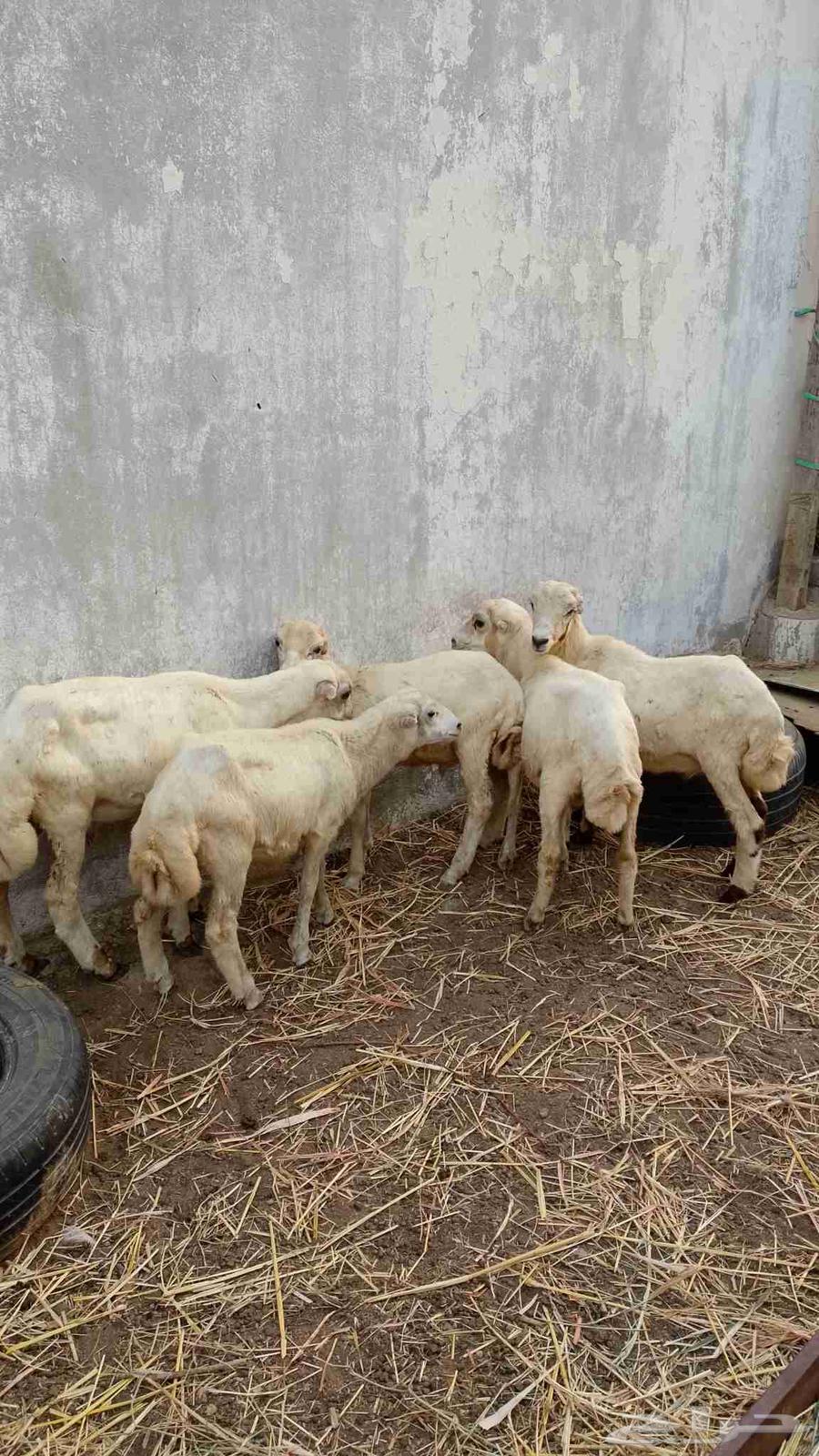 خرفان بلدي للبيع64499535661953110