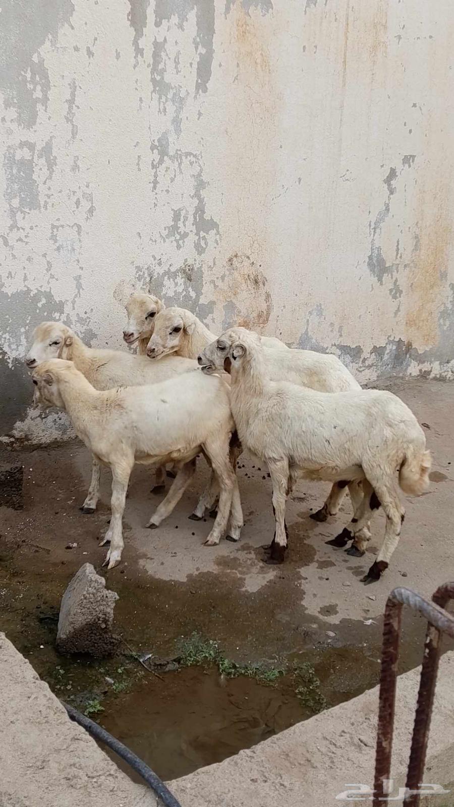 خرفان بلدي للبيع64499535661953114