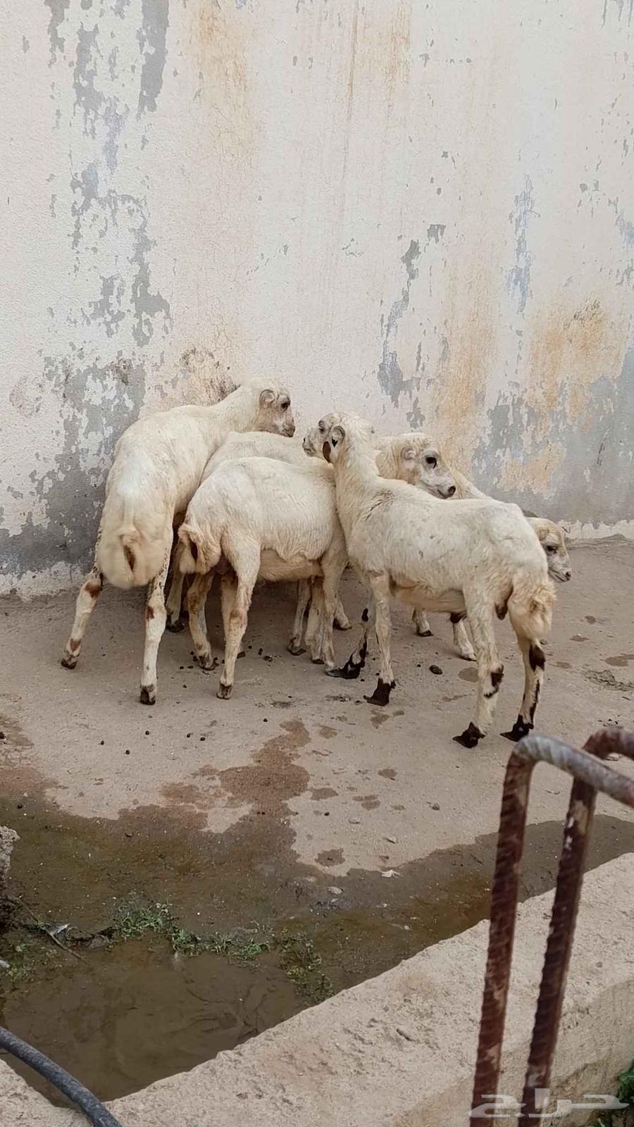 خرفان بلدي للبيع64499535661953112