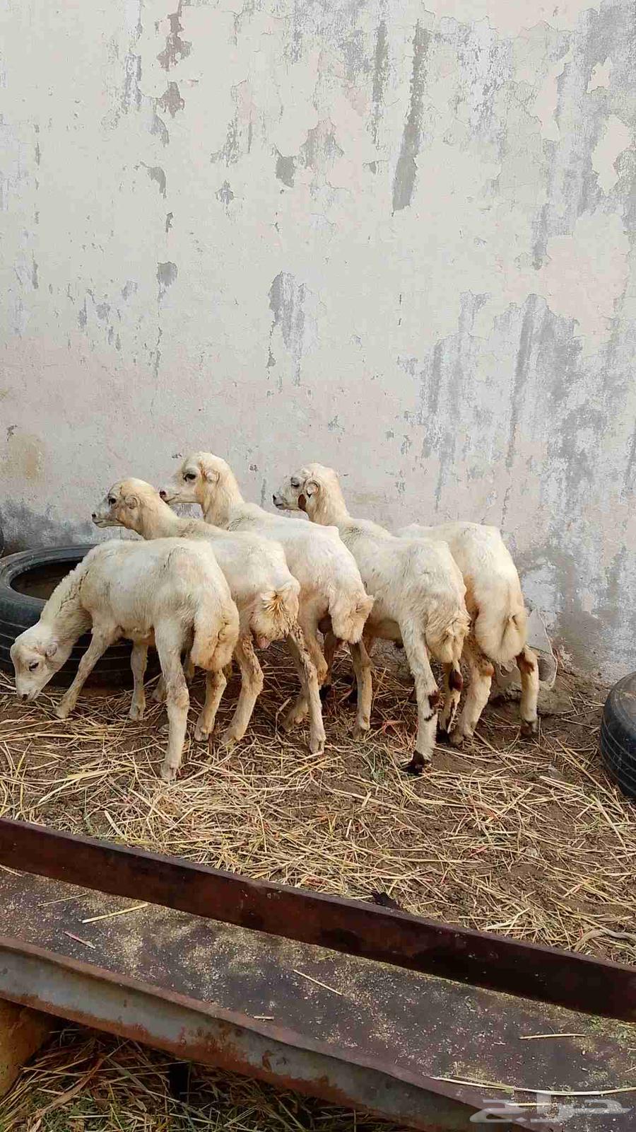 خرفان بلدي للبيع64499535661953113