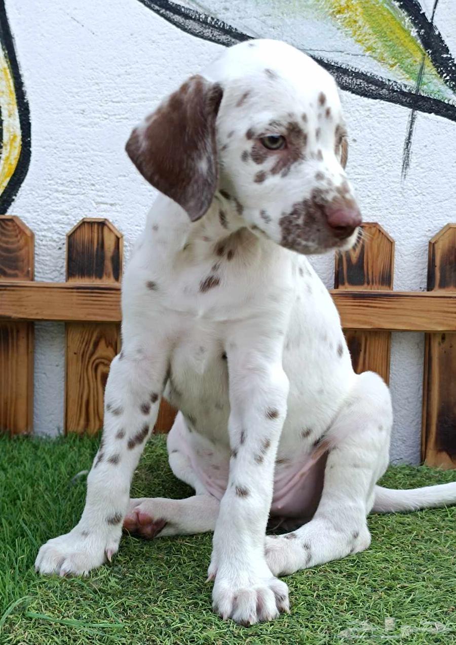 لهواه التميز و الطفرات دالميشن بني64495927193985112