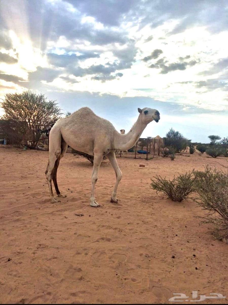 مفروده عقابيه64501409314435110