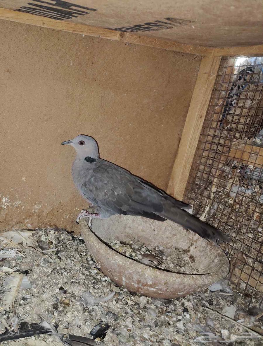 حمام افريقي ابوجفن فرده قوقسي افريقي64498896323075113