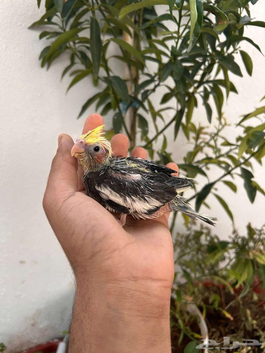 فروخ كروان تقبل الغر بشراهه فخامة64495720352001114