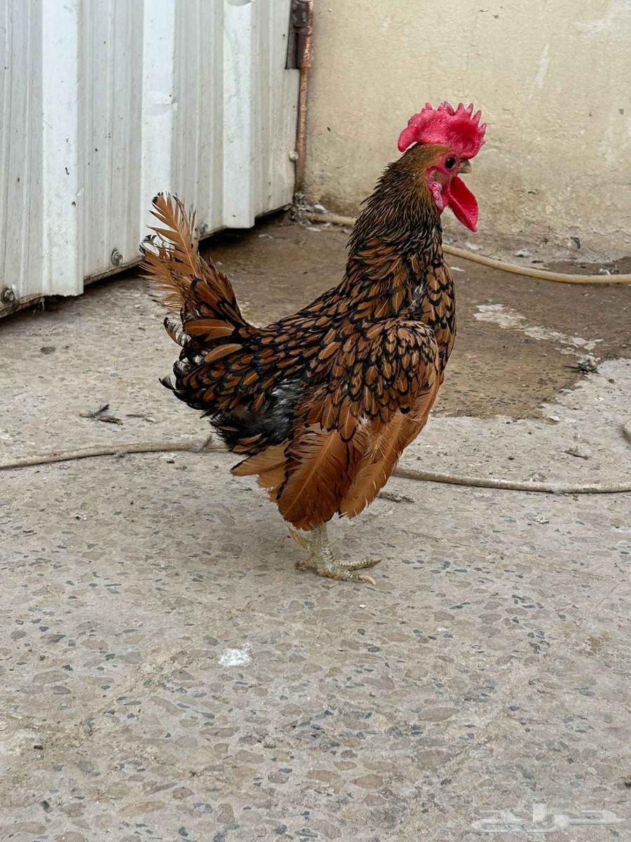 سبرايت طقم. تم البيع تم البيع64500909313539111