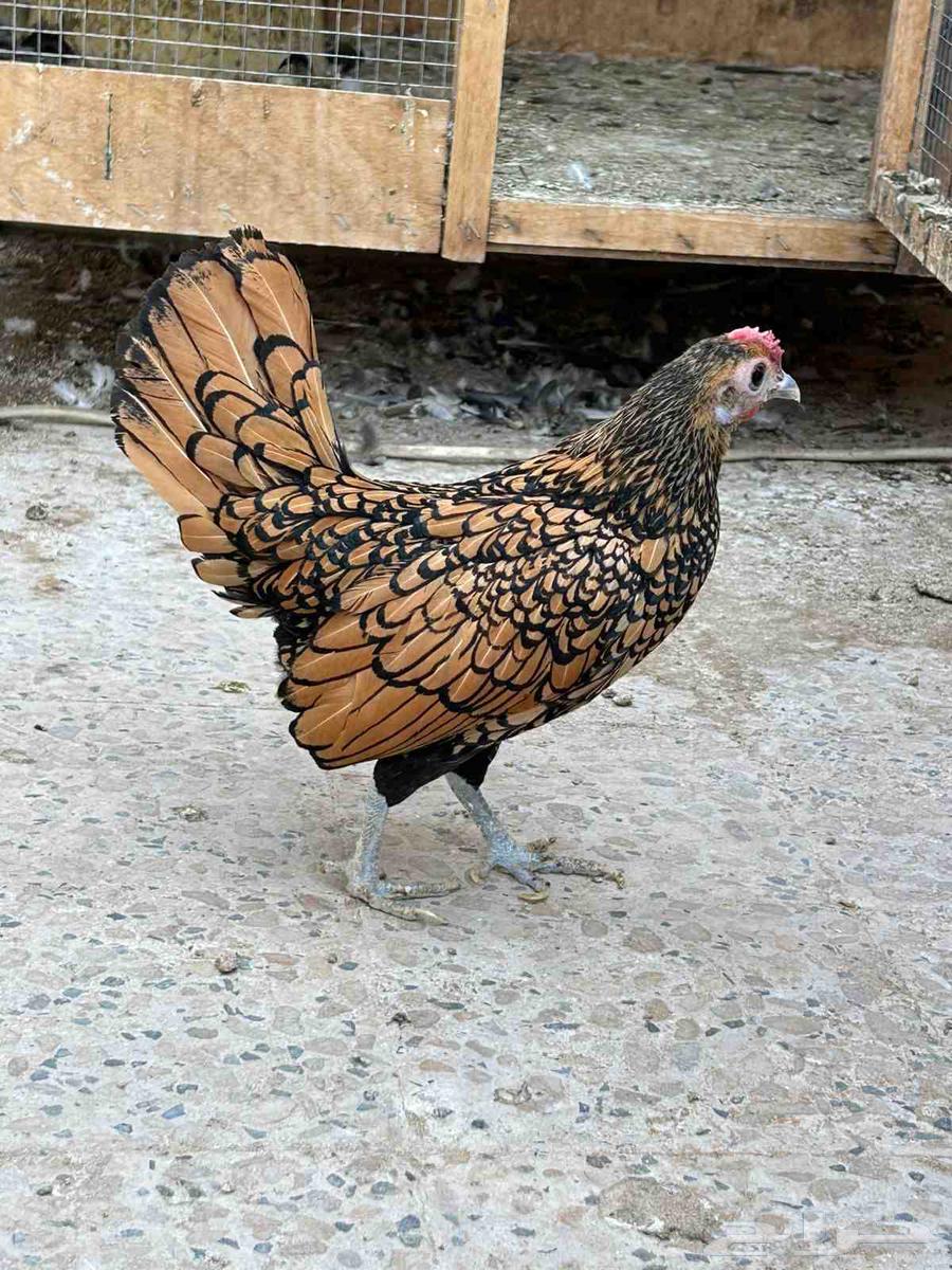 سبرايت طقم. تم البيع تم البيع64500909313539112