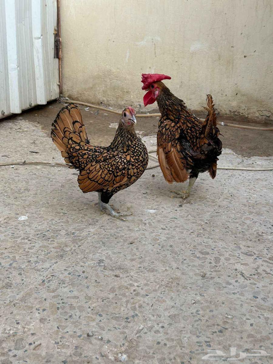 سبرايت طقم. تم البيع تم البيع64500909313539110