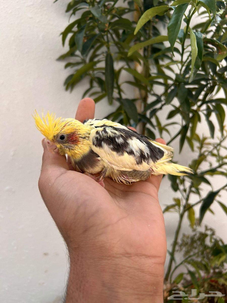 فروخ كروان تقبل الغر بشراهه فخامة64495720352001112