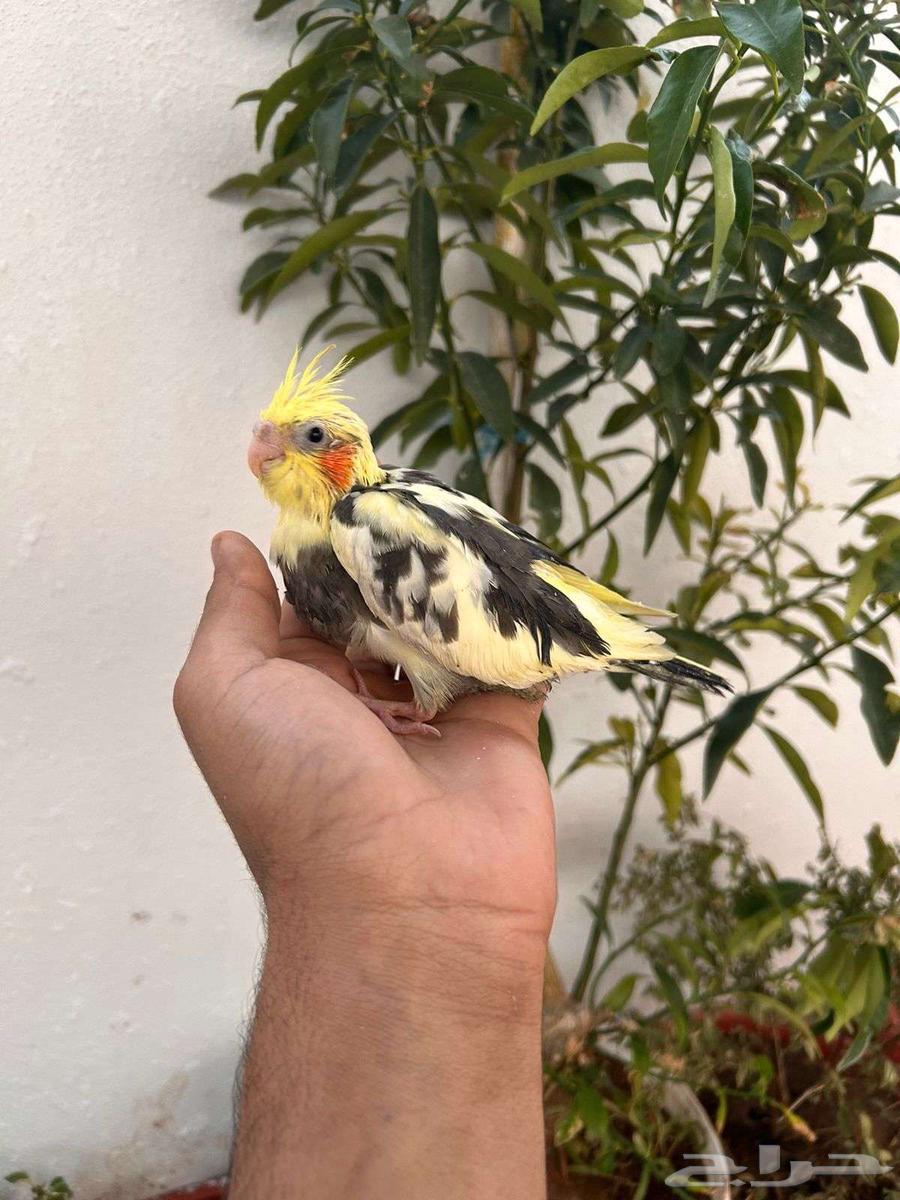 فروخ كروان تقبل الغر بشراهه فخامة64495720352001113