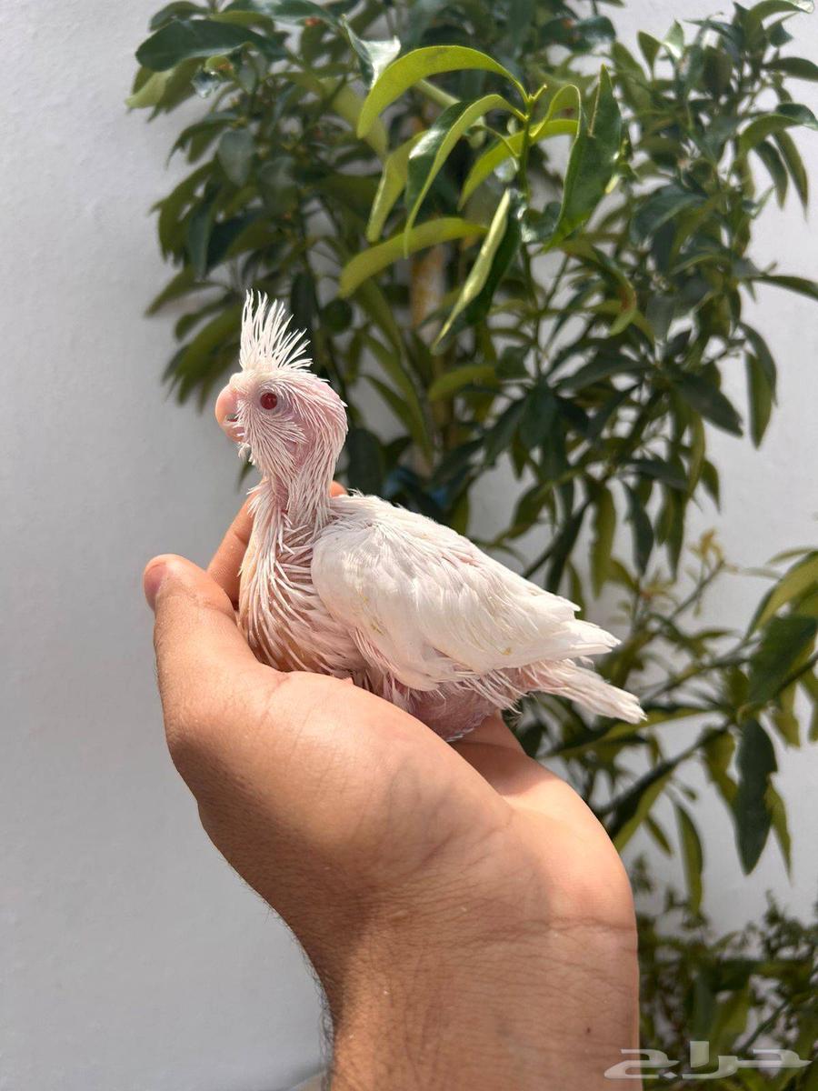 فروخ كروان تقبل الغر بشراهه فخامة64495720352001110