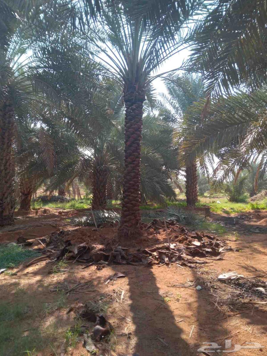 نخل واشنطن زينه ونخل عربي للبيع ع الطلب64497662107907112