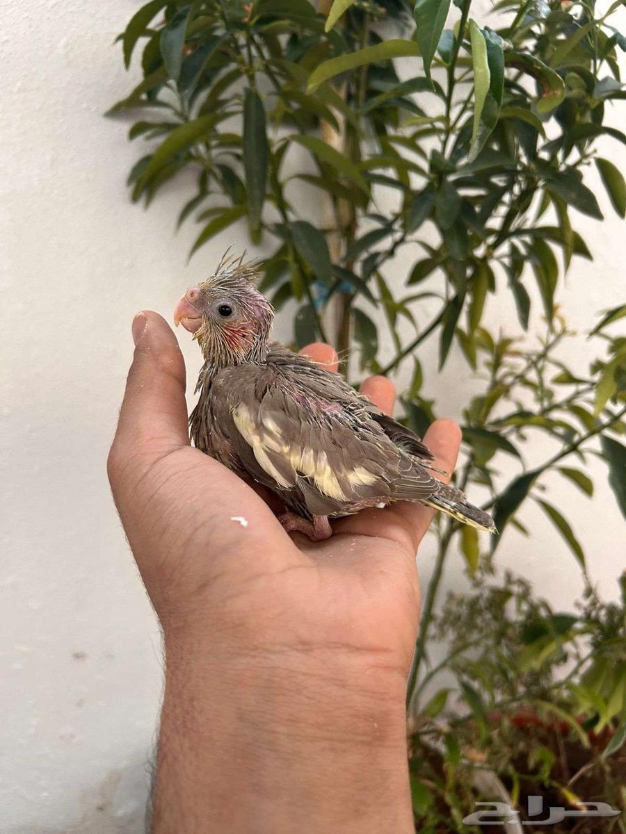 فروخ كروان تقبل الغر بشراهه فخامة64495720352001111