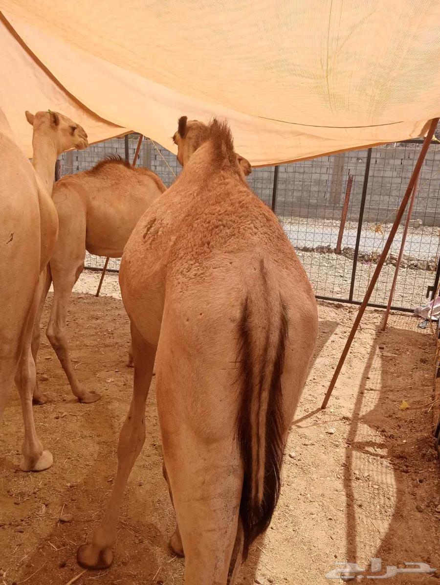 Trader or your butcher's epic, available good quality seating at a suitable price, your request is available64497221064579114