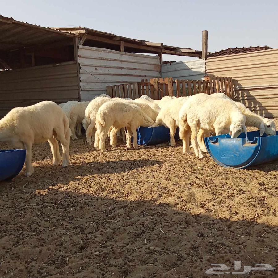 There are slaughtered animals for sale with slaughtering and delivery service to the location64495968898561110