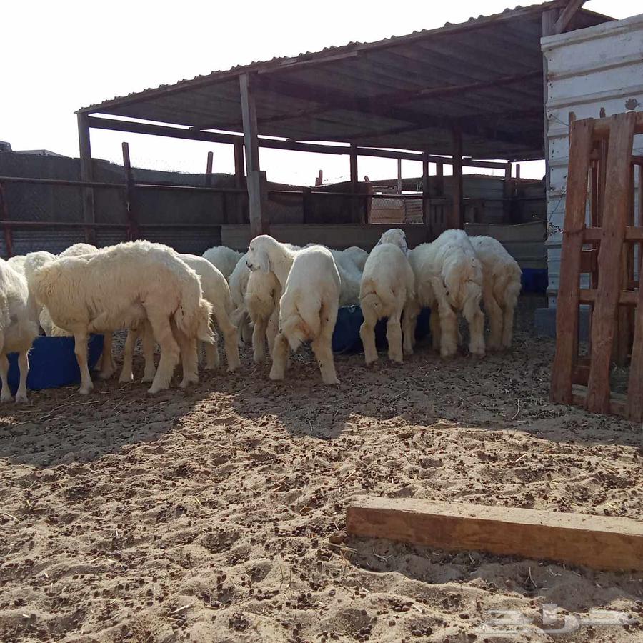 There are slaughtered animals for sale with slaughtering and delivery service to the location64495968898561112