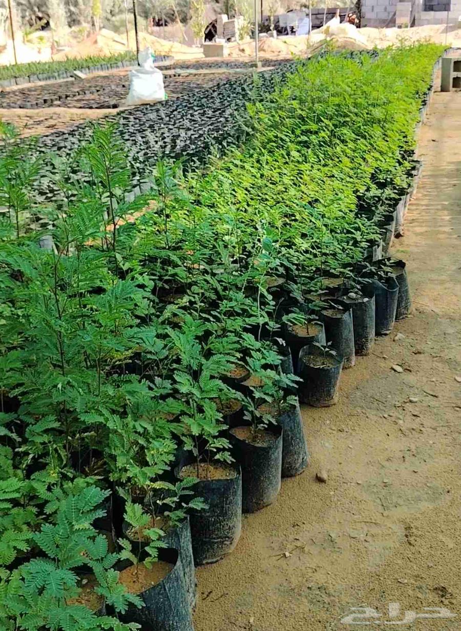 Date palm seedlings64498034813827110