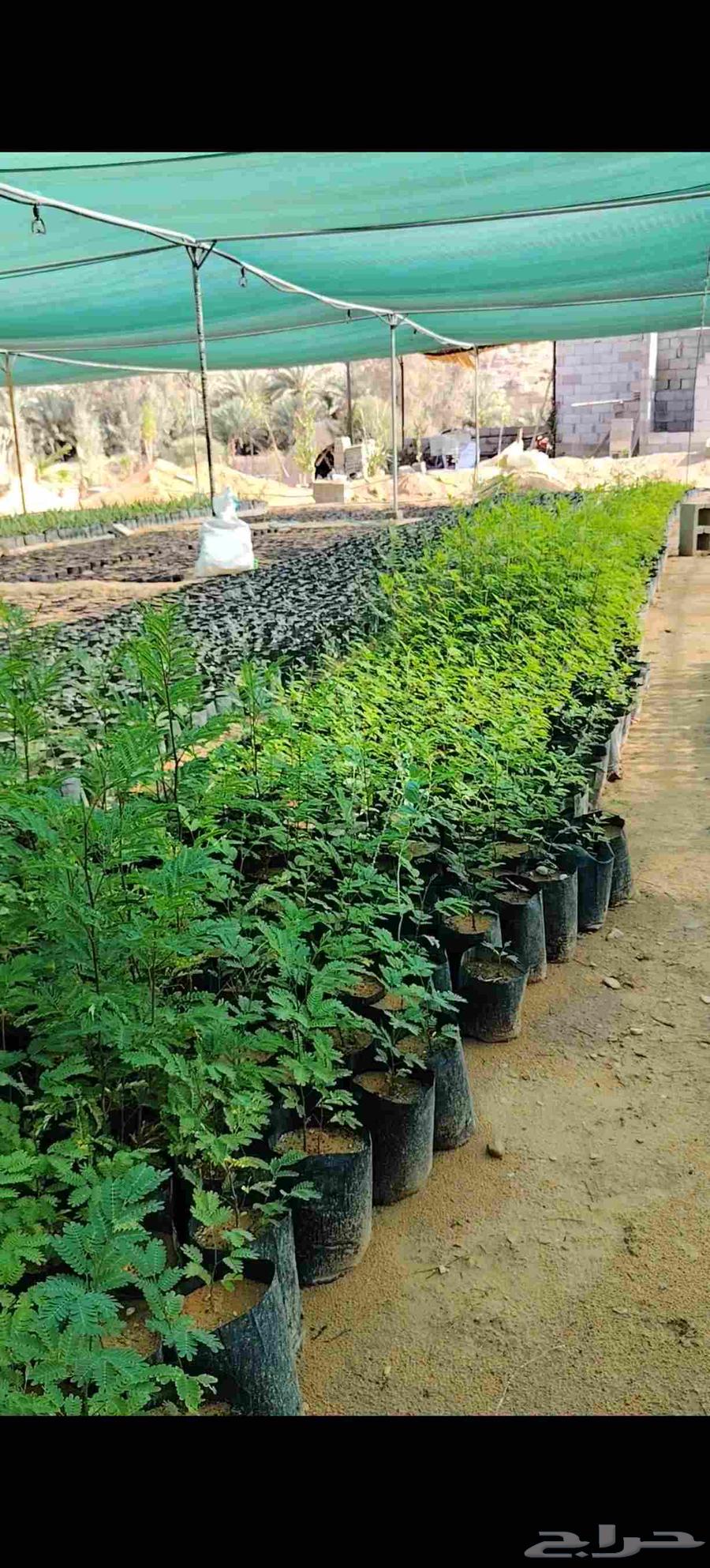 Date palm seedlings64498034813827111
