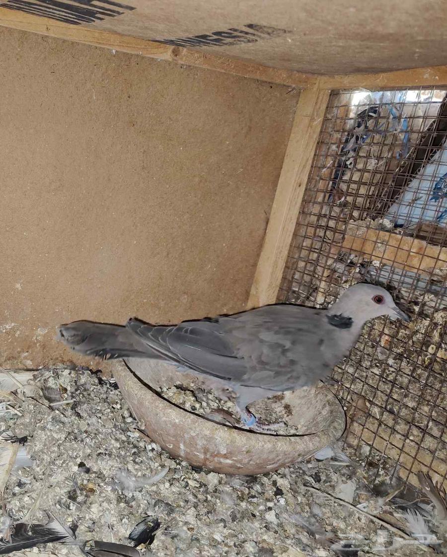 حمام افريقي ابوجفن فرده قوقسي افريقي64498896323075112