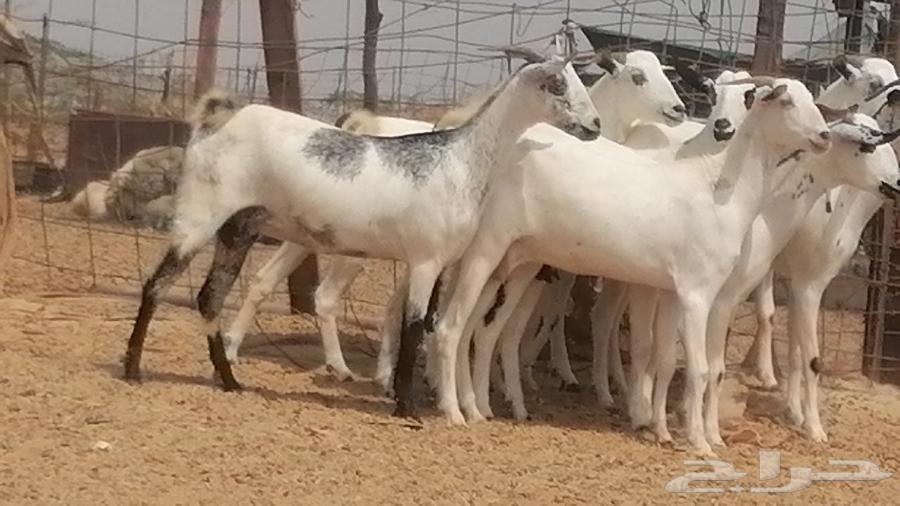 جفار بيشيات صنف فواخر جفرات بيشية كحل زينة64499034987522113