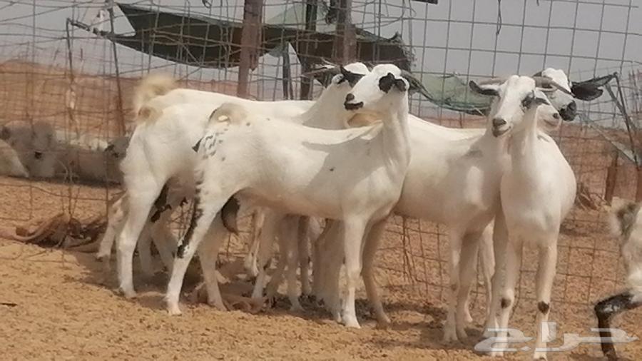 جفار بيشيات صنف فواخر جفرات بيشية كحل زينة64499034987522112