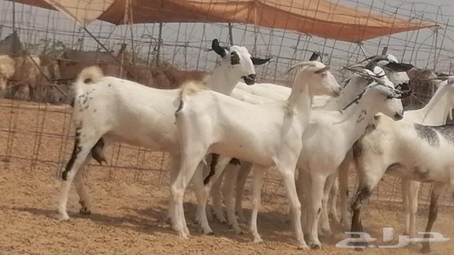 جفار بيشيات صنف فواخر جفرات بيشية كحل زينة64499034987522114