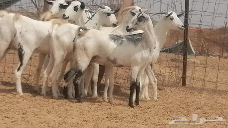 جفار بيشيات صنف فواخر جفرات بيشية كحل زينة64499034987522111