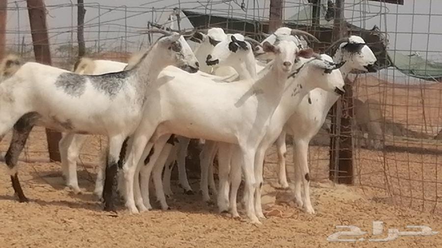 جفار بيشيات صنف فواخر جفرات بيشية كحل زينة64499034987522110