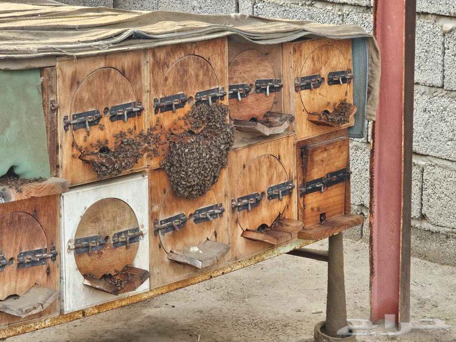 نحل بلدي64500118406914110