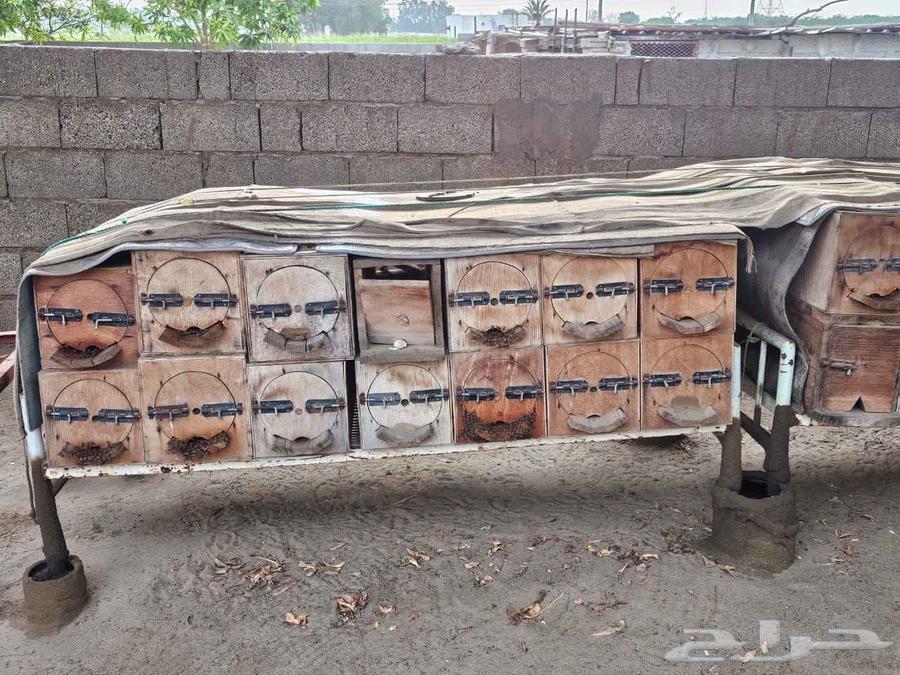 نحل بلدي64500118406914113