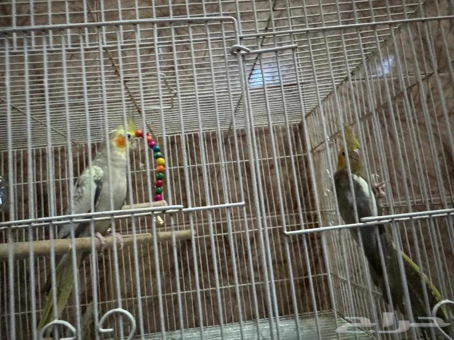 كروان زوج ب275 بدون ملحقات64501063362050114