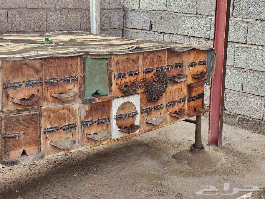 نحل بلدي64500118406914114