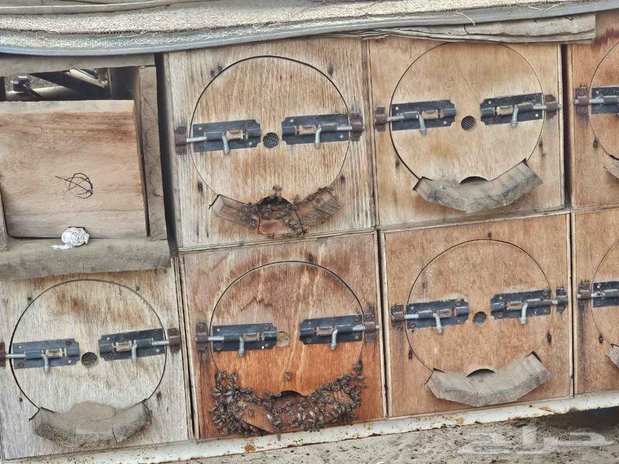 نحل بلدي64500118406914111