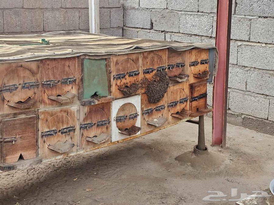 نحل بلدي64500118406914112