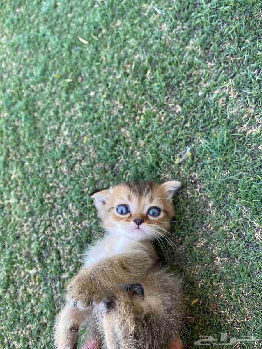 Scottish Fold kittens, vaccinated, trained, for sale, no adoption64498550463361114