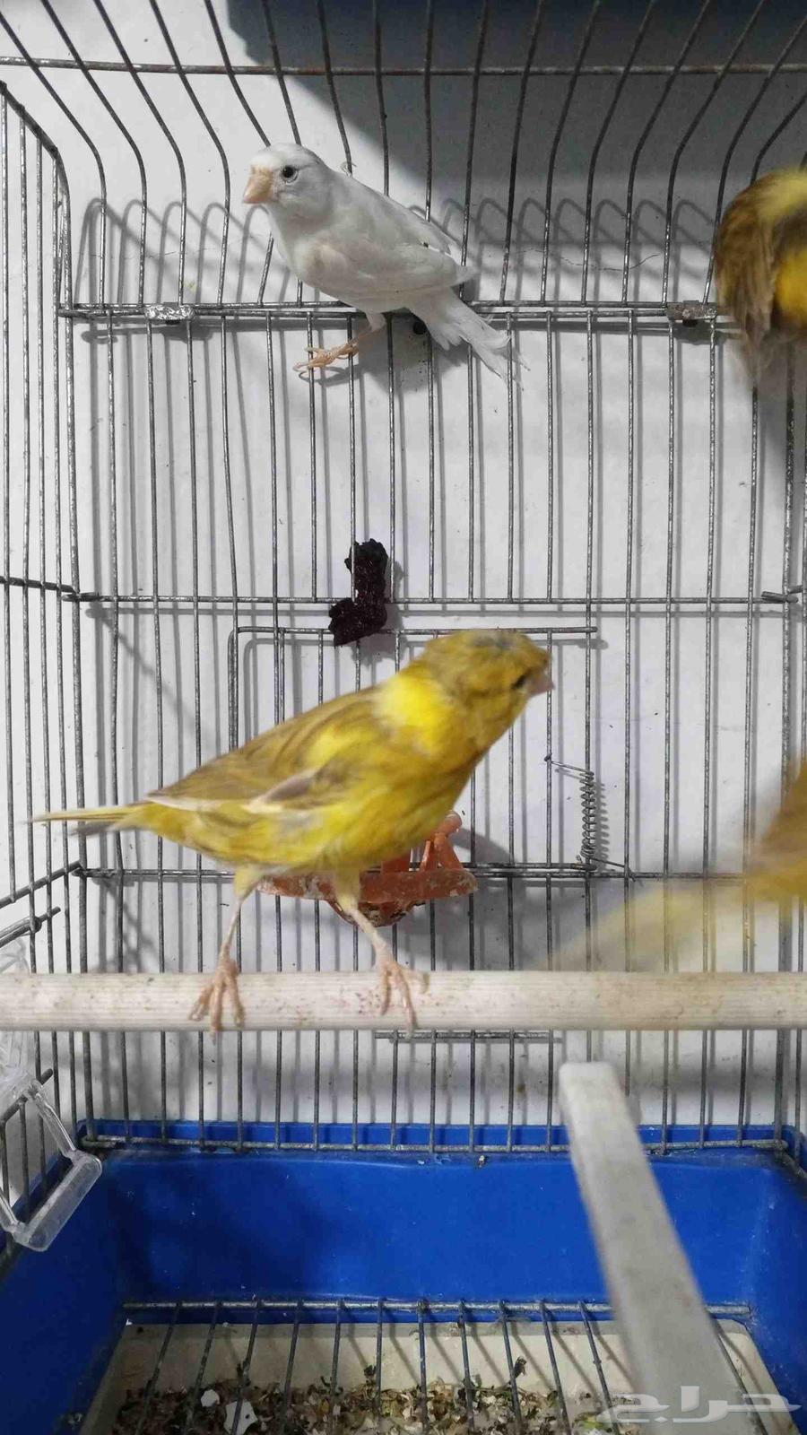 للبيع كناري اناثي64499535636739110