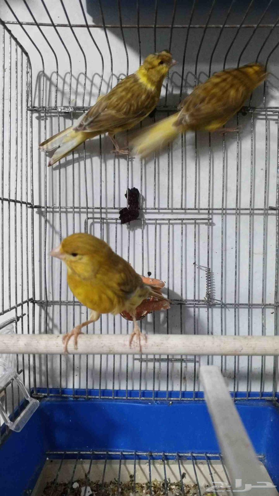 للبيع كناري اناثي64499535636739112