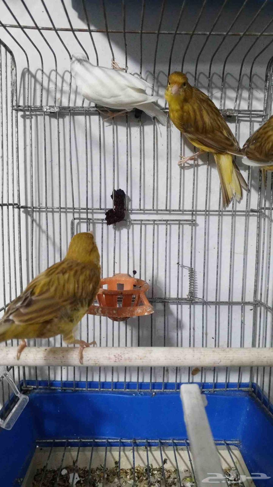 للبيع كناري اناثي64499535636739111