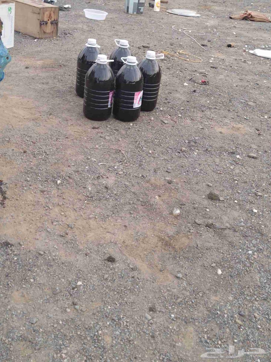 Honey is available in Camp 61 west of Khumais Al-Bahr64495009390337110