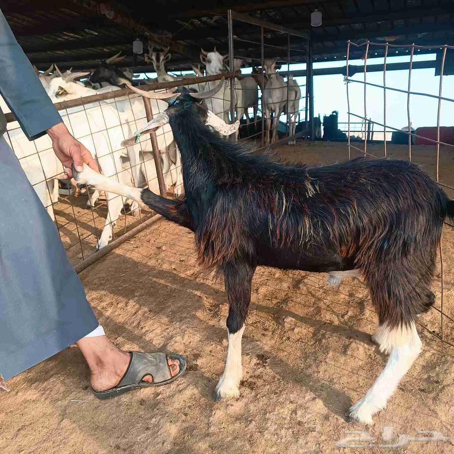 تيوس مرابي احلى من اللوز بارخص سعر بالرياض64498868051203110