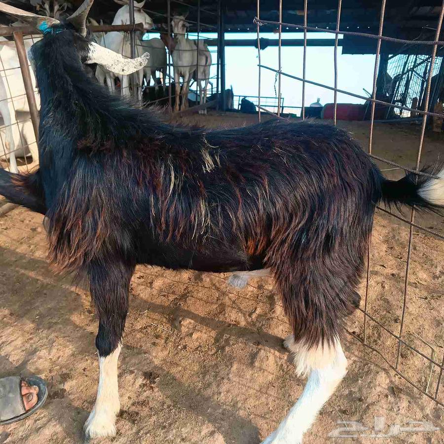 تيوس مرابي احلى من اللوز بارخص سعر بالرياض64498868051203111