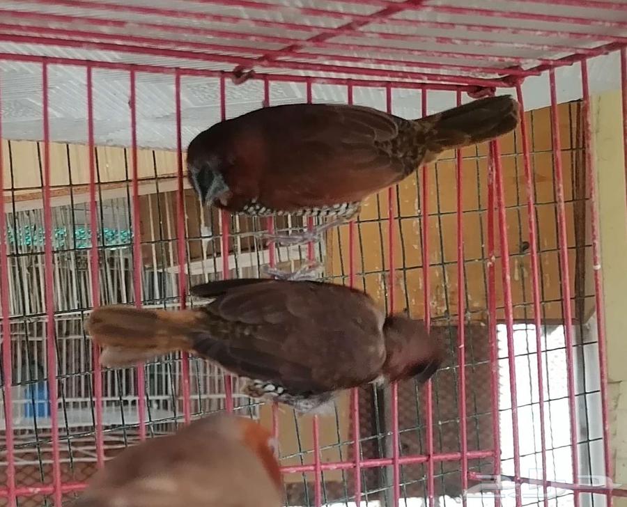 سبايس فينش فنش spice finch64422435102467114