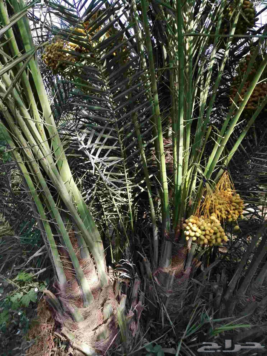 نخل مثمر للبيع سكري صقعي مجدول نخيل واشنطني عجوه خضري عنبر64496118853377114