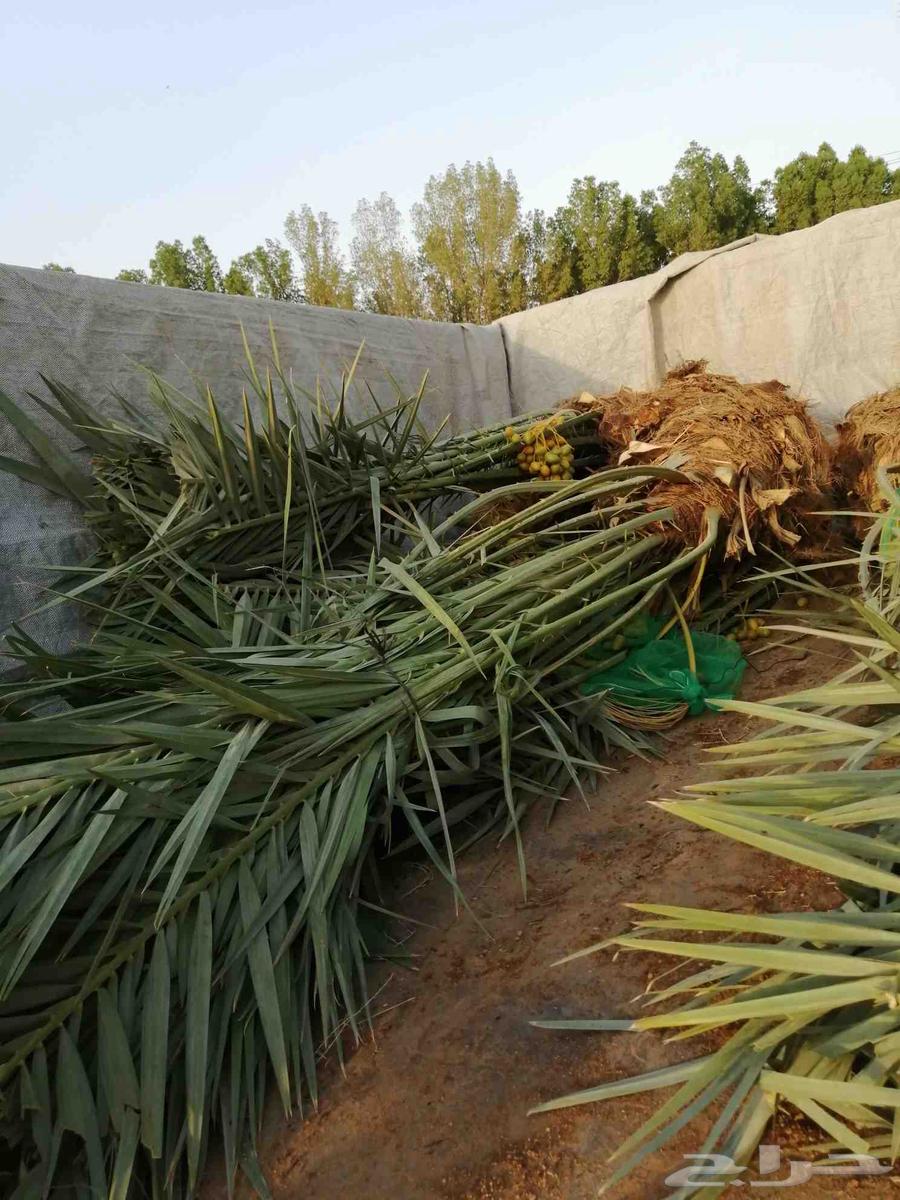 نخل مثمر للبيع سكري صقعي مجدول نخيل واشنطني عجوه خضري عنبر64496118853377112