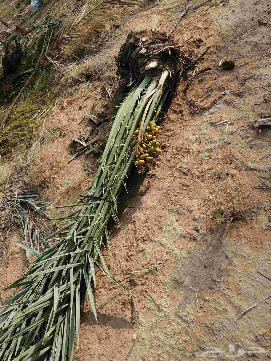 نخل مثمر للبيع سكري صقعي مجدول نخيل واشنطني عجوه خضري عنبر64496118853377113